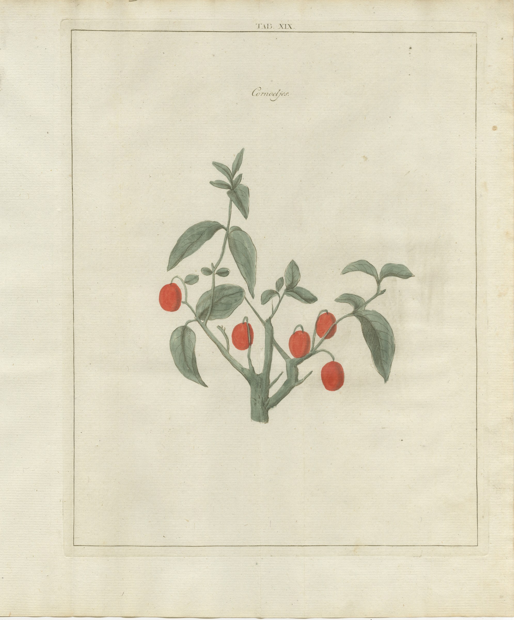 Cornelian Cherries for the Preserving Pan, Knoop Antique Plate, 1790