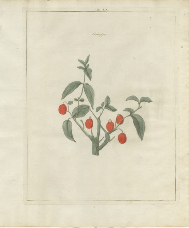 Cornelian Cherries for the Preserving Pan, Knoop Antique Plate, 1790