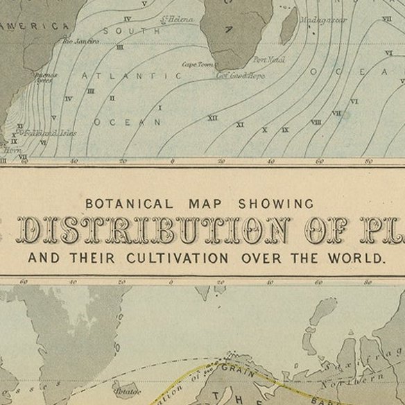 Antique Tidal Chart and Botanical Map, 1843