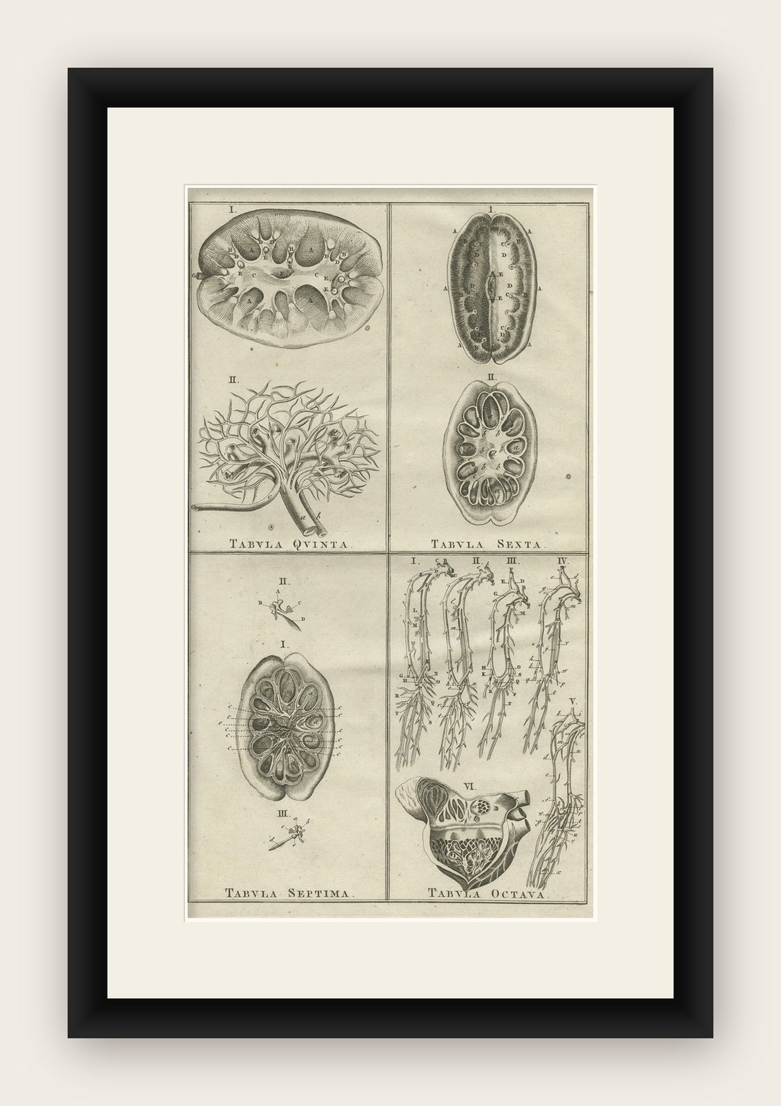 Antique Anatomy Print of the Endocrine System Showing Kidneys, Veins, Etc., 1798