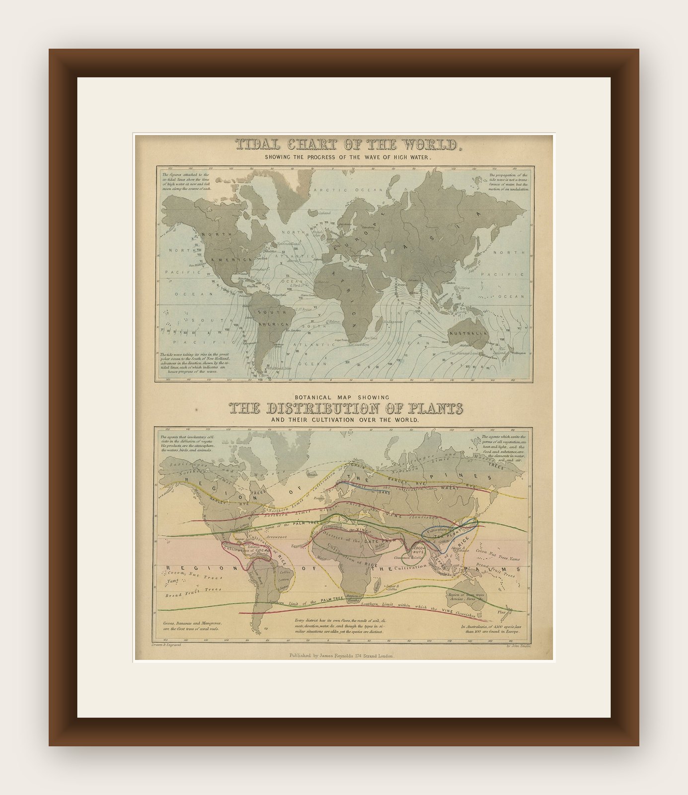 Antique Tidal Chart and Botanical Map, 1843