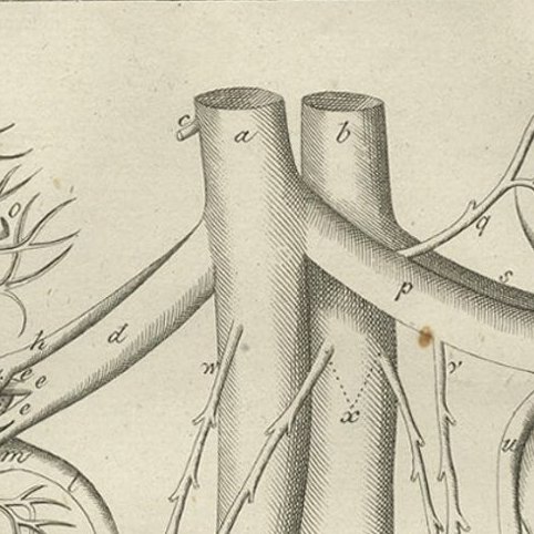 Antique Anatomy Print of the Endocrine System Showing Kidneys, Uterus, etc, 1798