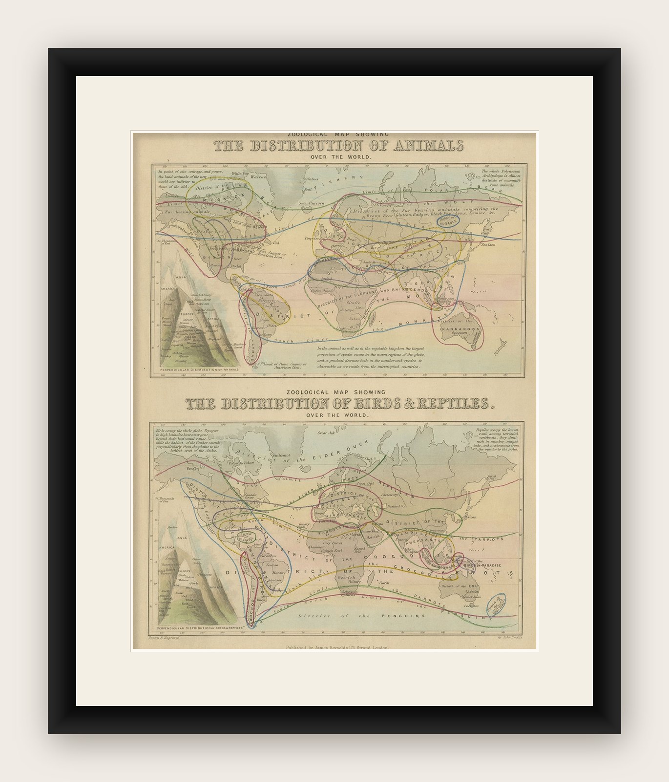 Antique Zoological Map, 1843