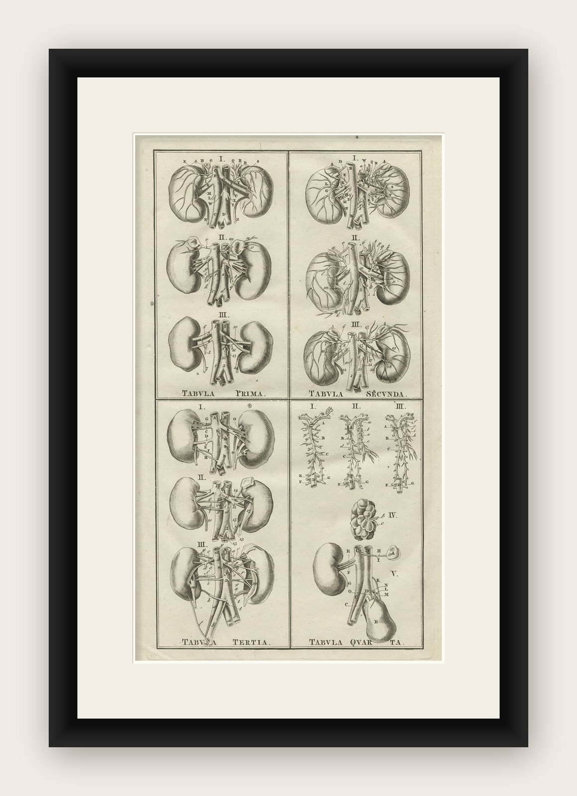Antique Anatomy Print of the Endocrine System Showing Kidneys, Veins, etc., 1798