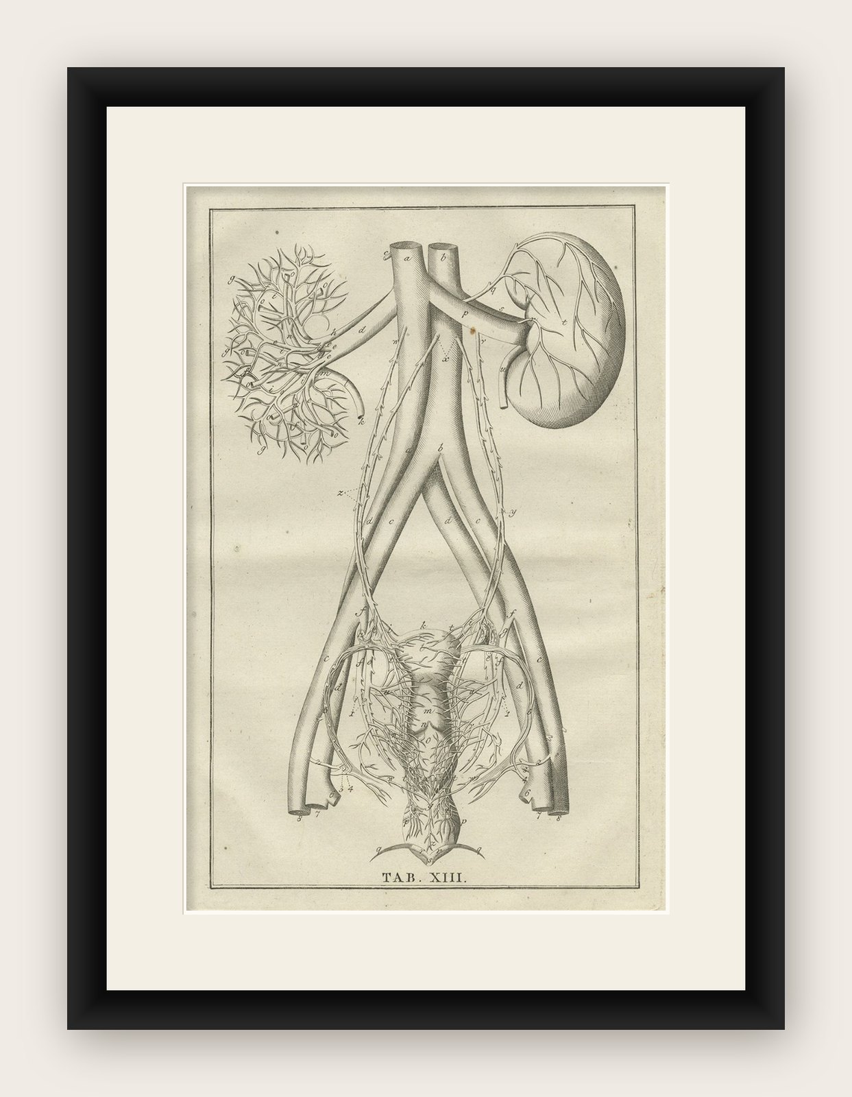 Antique Anatomy Print of the Endocrine System Showing Kidneys, Uterus, etc, 1798