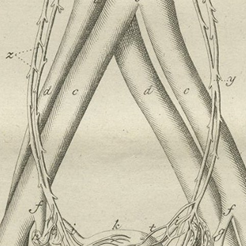 Antique Anatomy Print of the Endocrine System Showing Kidneys, Uterus, etc, 1798